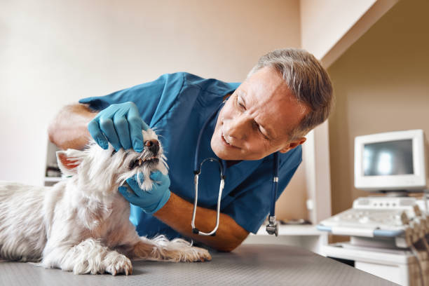Best Emergency Root Canal Treatment in Gordo, AL